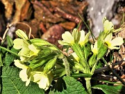 10 Primula veris (Primula maggiore) con cascatella